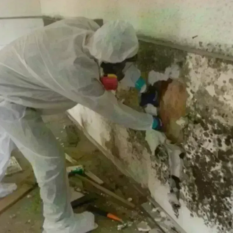 Mold Remediation and Removal in Terrell County, TX